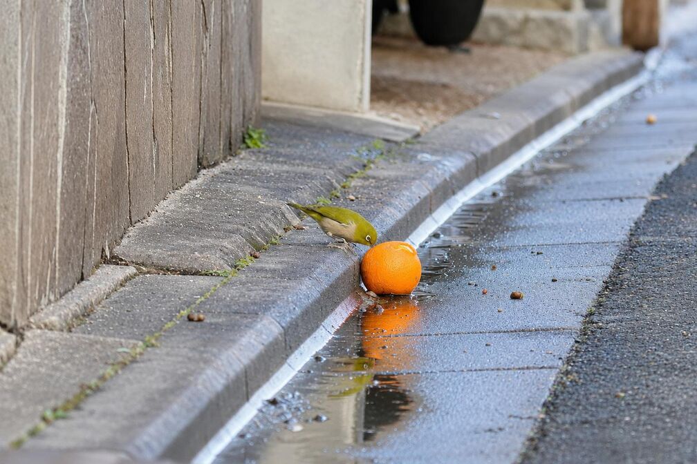 雨上がりの京都の道端。側溝のふちの蜜柑をメジロがつついている。