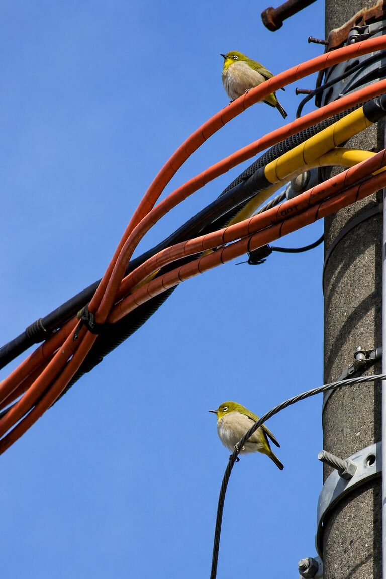 青空を背に、電柱の配線にとまる二羽のメジロ。
